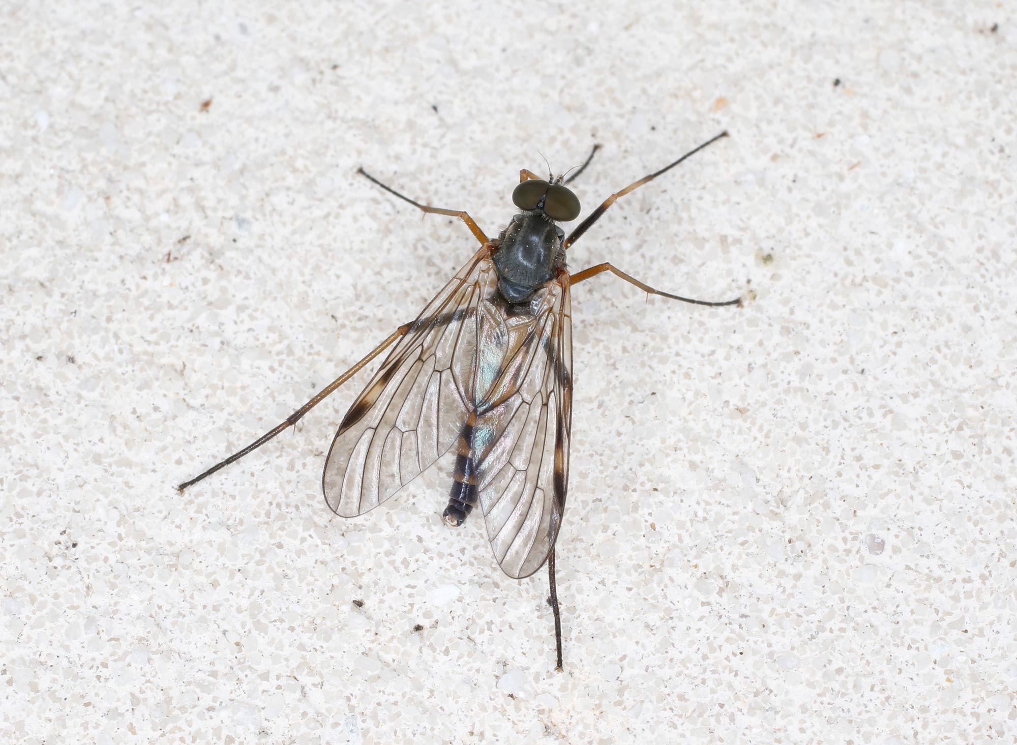 Rhagionidae: Rhagio maculatus, maschio